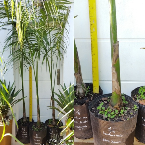 Palmera Imperial Real Cubana Roystonea Regia Granpalmera 2m