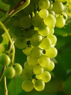 Cuadro 40x60cm Uva Grape Fruta Sabor Dulce Vino Viñedo M3