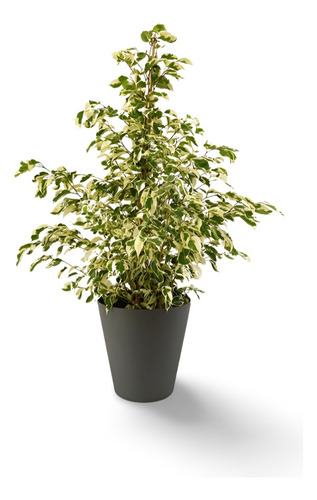 Ficus Clasificación Inferior Planta