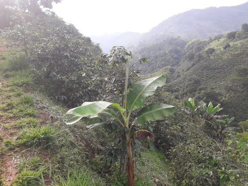 Se Vende Finca Sector Chaguala Quindío