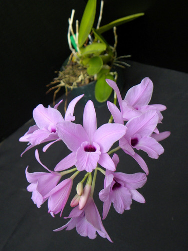 Orquídea Laelia Rubescens Rosa 