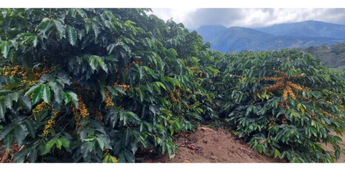 Venta Finca 14 Ha, Boconó Edo. Trujillo, Venezuela