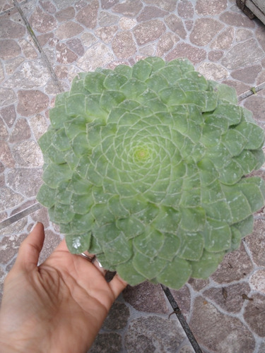 Suculenta Aeonium Tabulaeforme