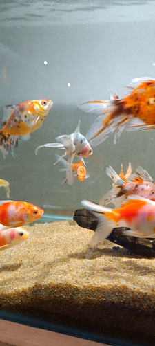 Goldfish Cálicos Carassius Peces Agua Fria Surtidos 5cm