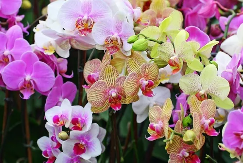 Orquídea Phalaenopsis Premium - Orquídea Mariposa