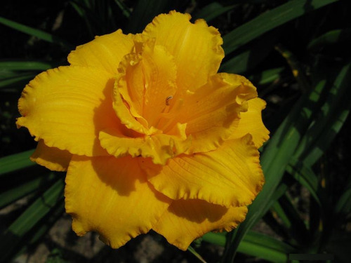 Rizoma De Hemerocallis Var. Condilla