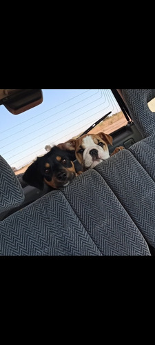 Imagen 4 de 5 de Bulldog Inglés Para Monta O Inseminación