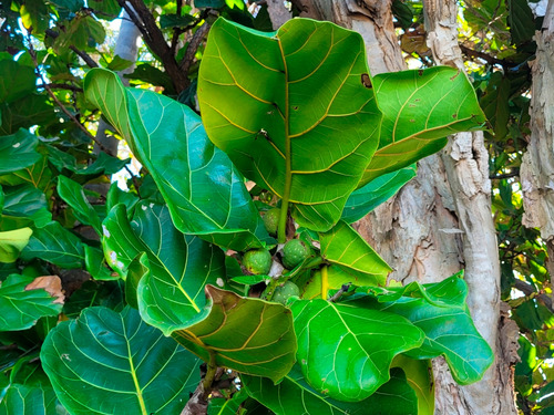 Ficus Lyrata Planta Árbol Lira Higuera Hoja De Violín 20cm