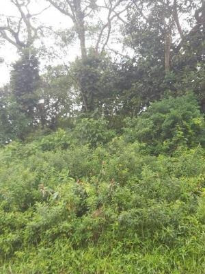 Terreno De Chácara Com 4000 M², Em Itanhaém/sp 7010-pc
