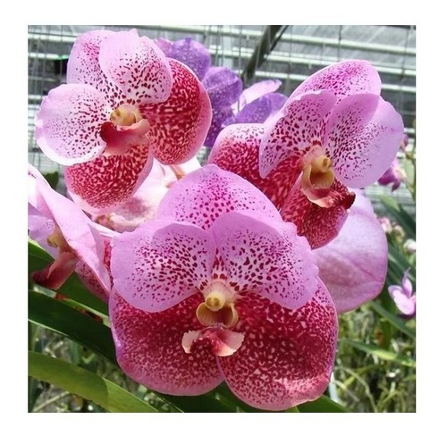 Orquídea Vanda Kit Com 5 Mudas De Cores Variadas