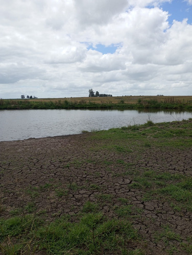 Se Vende Gran Campo En El Departamento De Florida. Superficie De 150 Hectáreas. Está Todo El Predio Alambrado, Tiene Tajamares. Tiene La Gran Ventaja Y Facilidad De Acceso Directo Por 2 Rutas.