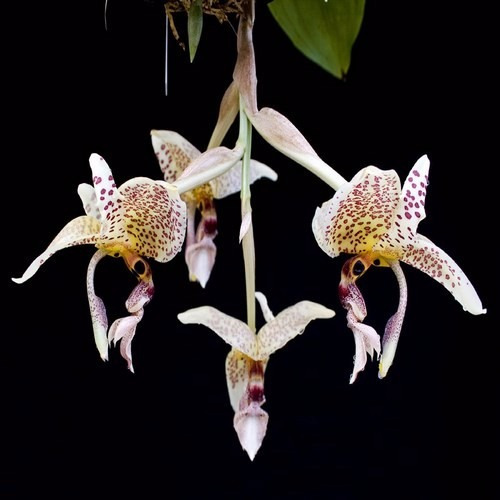Orquídea - Stanhopea Oculata