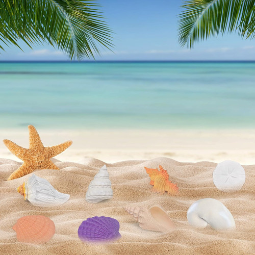 Mini Shell Moddle Conchas Marinas Para Niños Conchas Marinas