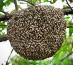 Imagen 7 de 10 de Abejas Colmenas Enjambres Avispas