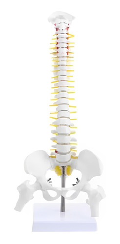 Coluna Vertebral Modelo Anatômico Humana  45 Cm Flexível 