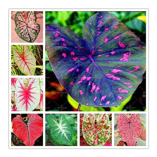 Semillas De Caladium Caladio Mix Colores Envío A Todo Chile