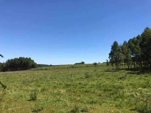 Imagen 13 de 16 de En Venta Parcela De 17 Hectáreas En Miranda