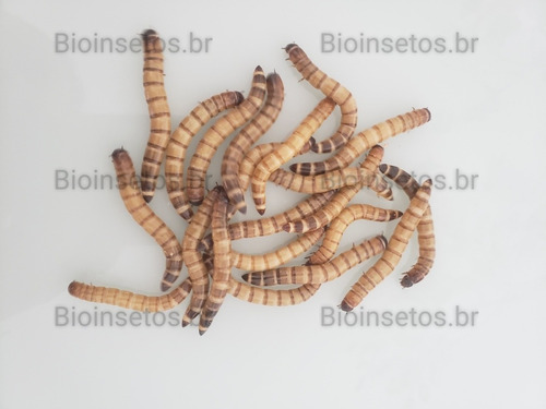 Imagem 1 de 2 de Ténebrio Gigante
