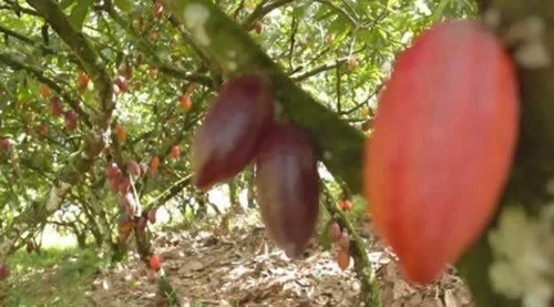Imagem 13 de 30 de Fazenda De Cacau, Látex E Mogno No Brasil - Cidade Ituberá-ba - 7654