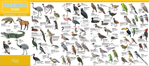 Guía Con Las Especies Más Importantes De La Fauna Argentina