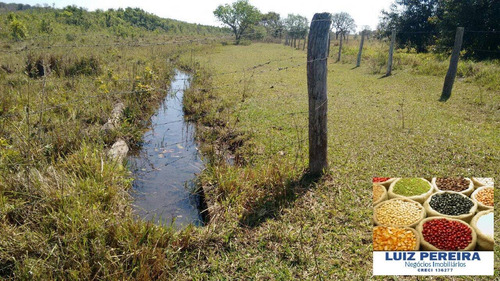 Imagem 4 de 7 de Fazenda À Venda Em Campo Grande - Ms - De 1.065 Hectares (pecuária) - 1658