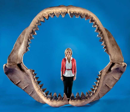 Enorme Diente De Megalodón (tiburón Pregistórico) Item2 Real (Usado)