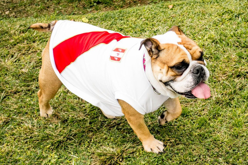 Ropa De Perro De Peru