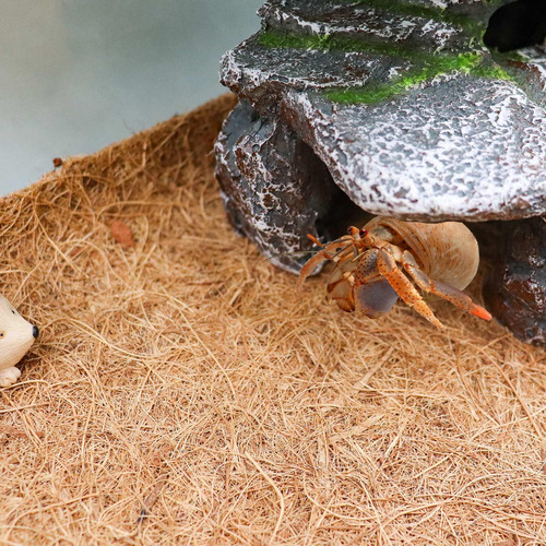 Sustrato De Fibra De Coco Para Terrario De Reptiles