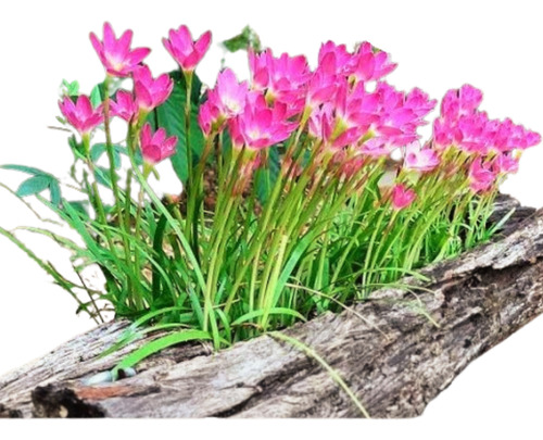 Junquilho Flor Com 10 Mudas Junquilhos Flor Cor Rosa