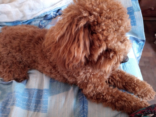Imagen 8 de 8 de Guarderia Y Pensionado Canino - Sin Caniles - Zona Noroeste