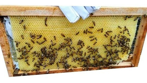 Cera Estampada Langstroth (caja Con 75 Piezas)