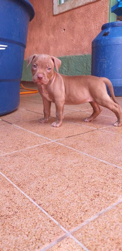 Filhotes De Pit Monster