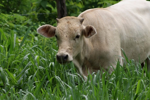 8 Kg. Pasto Mulato Ii Hibrido De Semillas Papalotla