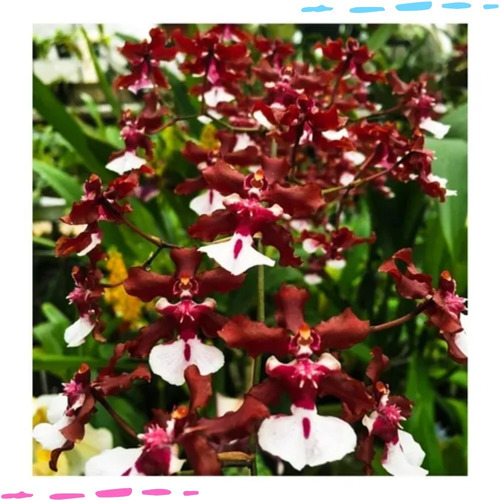 Muda De Orquidea Oncidium Sharry Baby Chocolate | MercadoLivre