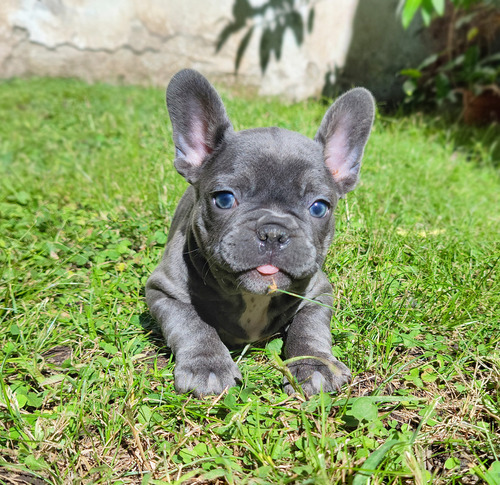 Divina Bulldog Frances Hembrita Blue Gris Mirala Y Enamorate