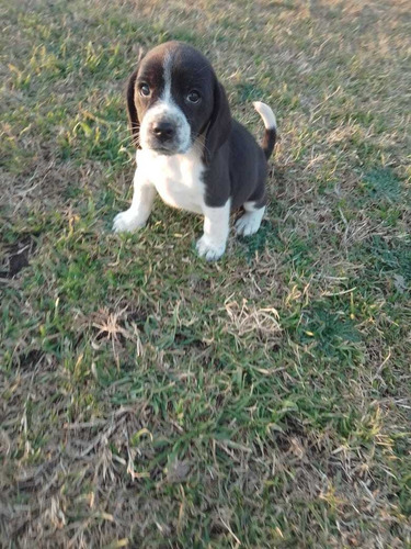 Imagen 3 de 10 de Cachorros Beagles