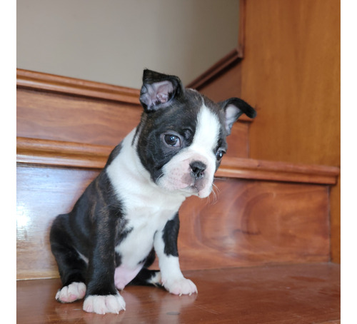 Boston Terrier Fca De Excelencia! Macho