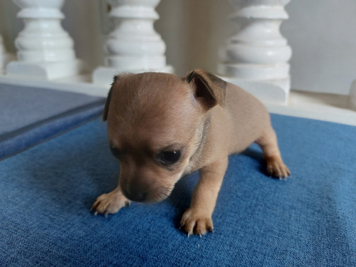 Pincher Macho Mini, En Medellín