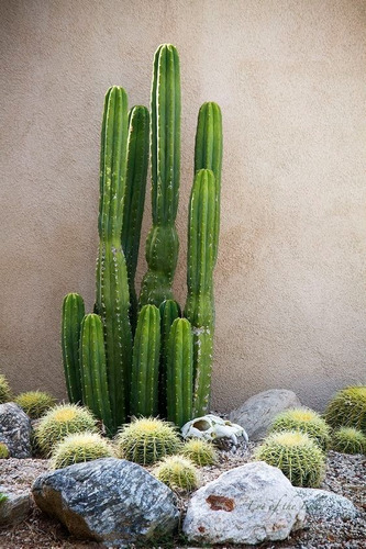 30 Semillas De Cactus ( Echinopsis Pachanoi O San Pedro )