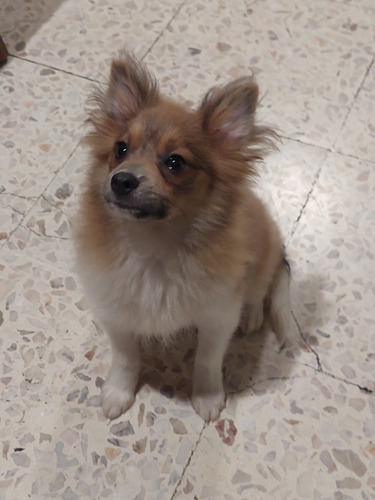 Perro Pomeranian