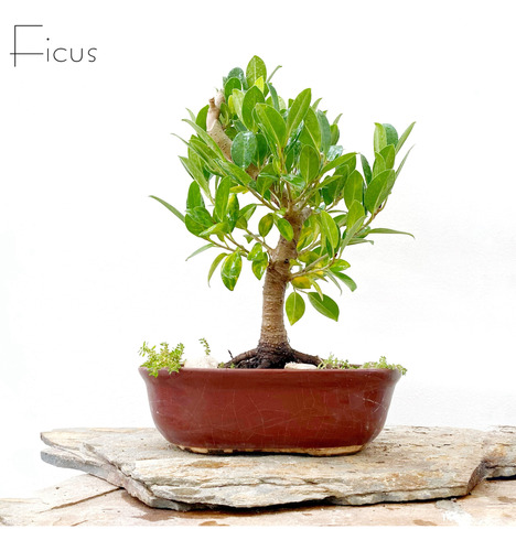 Arteenbonsai Bonsai En Flor Jacaranda Lilum Malphignia