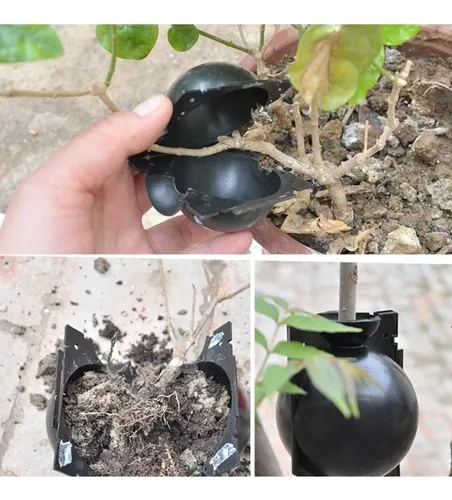 Esqueje Bola Plásticas Propagación X10 Raíz Enraizamiento Ts