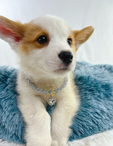 Collar De Lujo Con Colgante De Cristal De Corazón Perro Gato