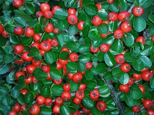 Semillas De Arbusto Cotoneaster Rojo