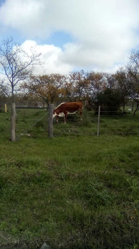 Imagen 4 de 8 de Dueño Permuvendo 2 Hectareas Talita Cdu Entre Ríos