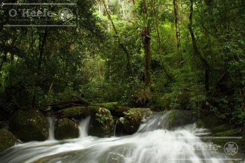 Imagen 11 de 30 de Grandes Extensiones De Bosque Nativo En Misiones - Bonos Verdes- Ideal Conservacionistas