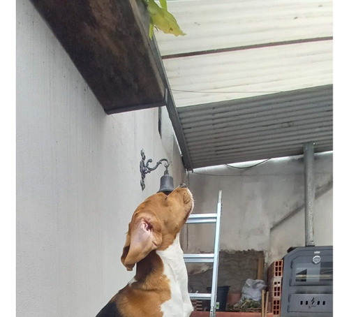 Hola,.!! Soy Un Beagle Y Busco Novia..