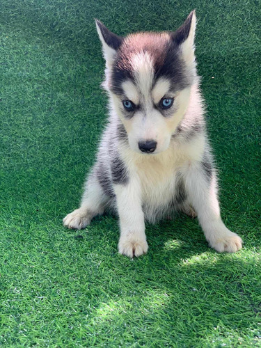 Imagen 5 de 5 de Huskys Siberiano
