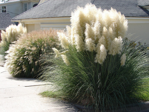 Semillas De Costaderia Selioana Rosca, Hierba Pampas