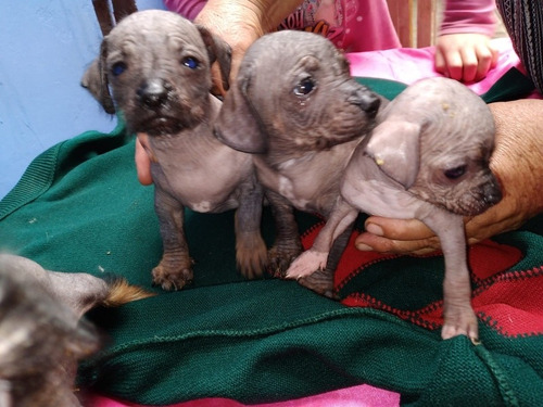 Imagen 5 de 5 de Perro Peruano
